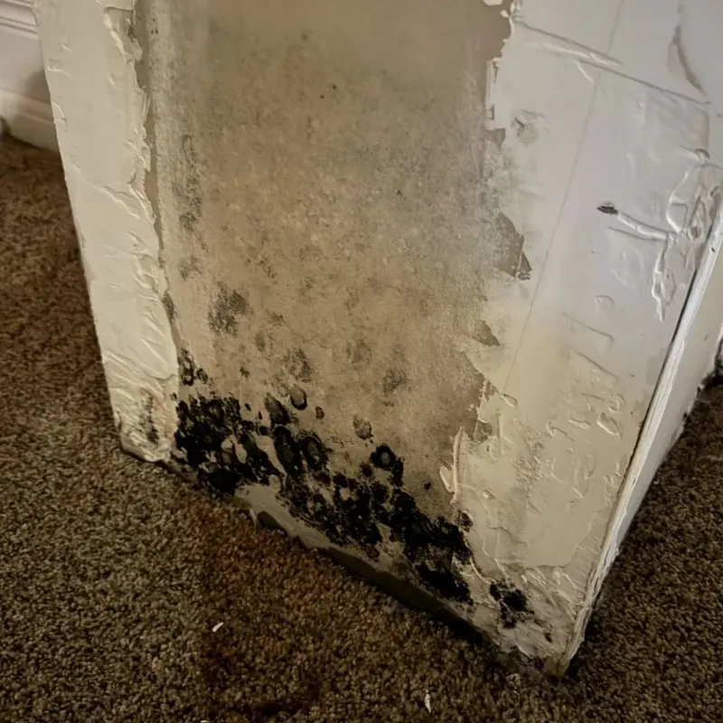 Professional Mold Removal in Wentworth, NC